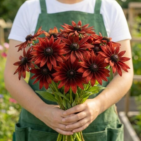 Cherry Brandy, Rudbeckia Seeds - 50 Seeds image number null